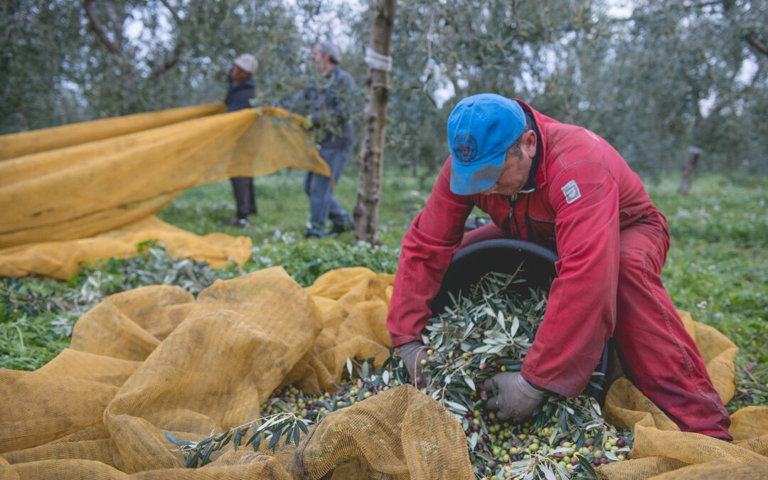 Olio d’oliva pugliese: l’arte millenaria e l’eccellenza di una tradizione custodita da Schinosa